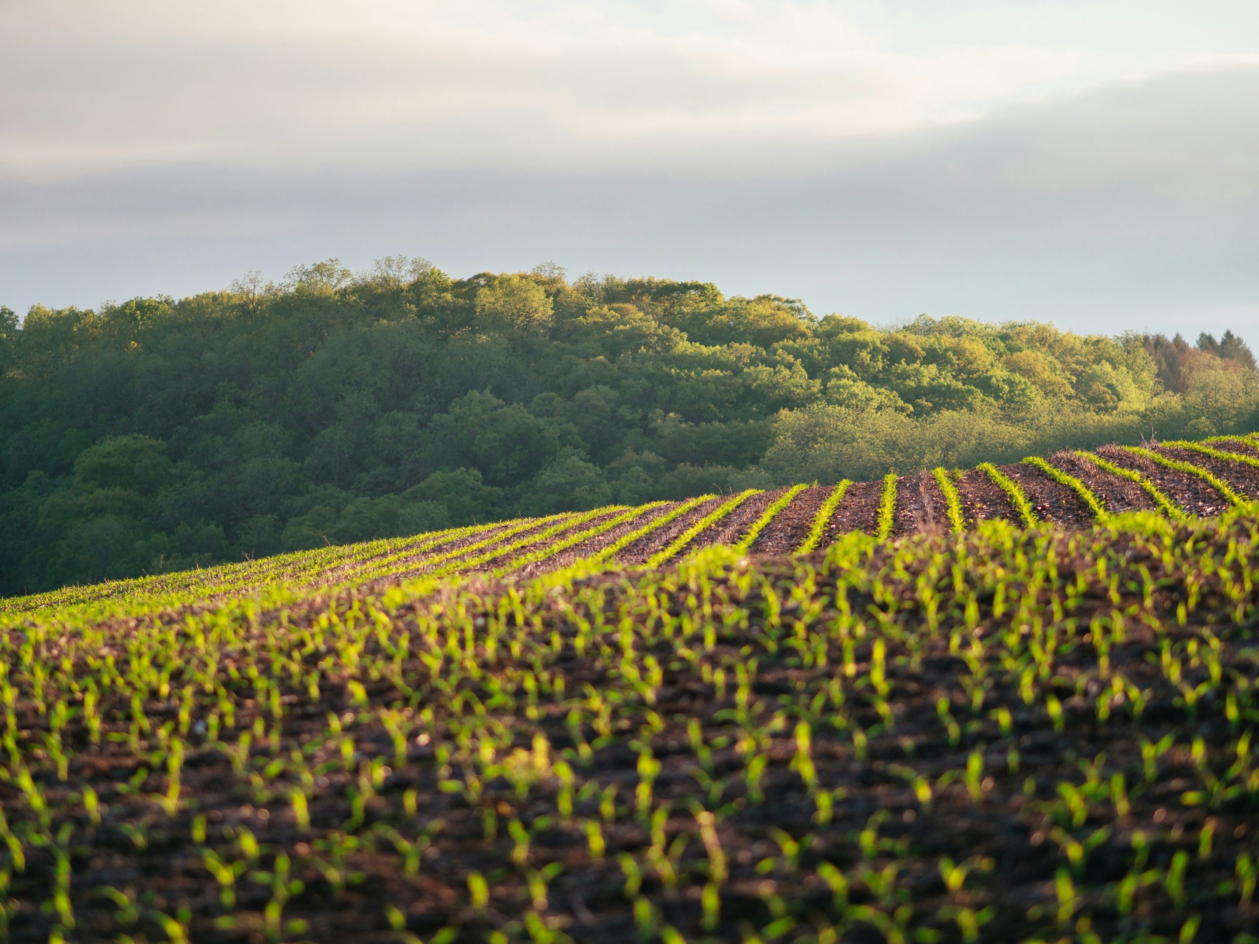 Del laboratorio al campo: la importancia de escalar bien los ensayos agronómicos
